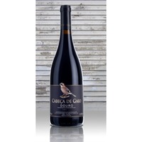 Cabeça de Gaio- Tinto