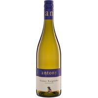 Grauer Burgunder halbtrocken - Weingut Antony Bechtheim