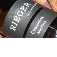 Chasselas alte Rebe | Rieger